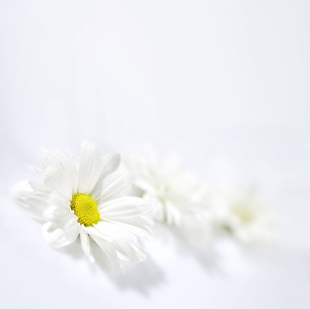 Flowers of a Camomile on white backgroundの写真素材