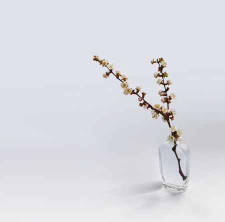 cherry twigの写真素材