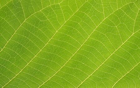 green leaf