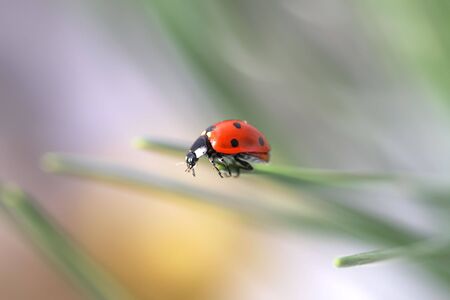 ladybugの写真素材
