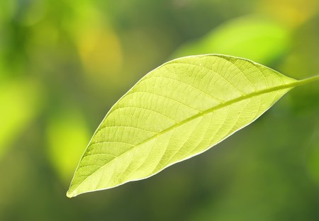 green leaf