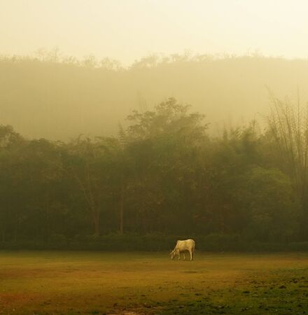 landscape with cowの写真素材