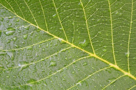 green leafの写真素材