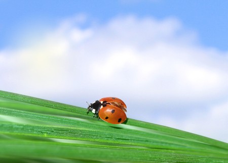 ladybugの写真素材
