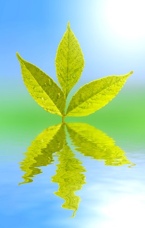 green leaf