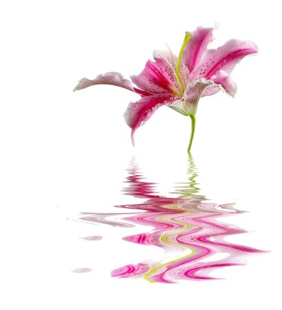 lily flower の写真素材