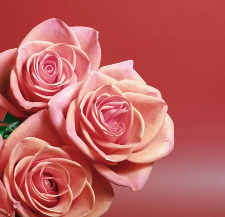 pink roses の写真素材