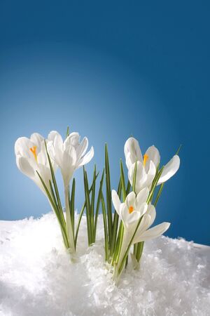 snowdropsの写真素材