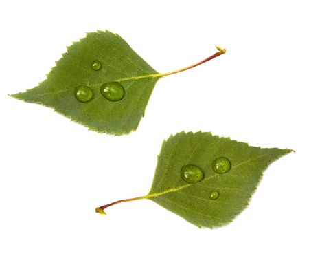 green leaf with water drop