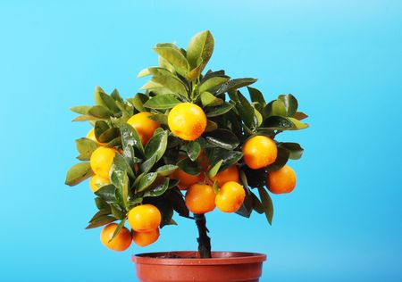 home orange tree calamondin の写真素材