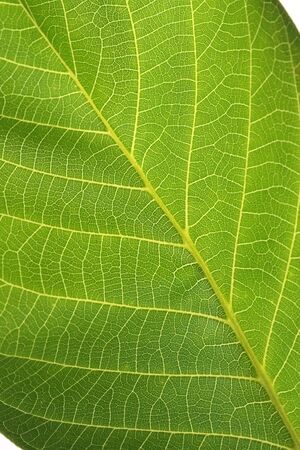 green leaf background  の写真素材