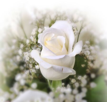 white rose の写真素材