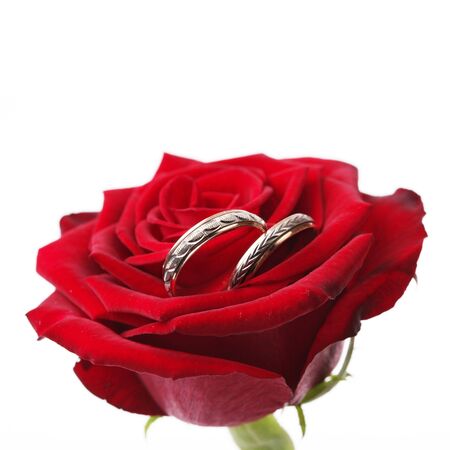gold rings on a red rose の写真素材
