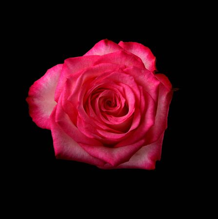 red rose on black background の写真素材