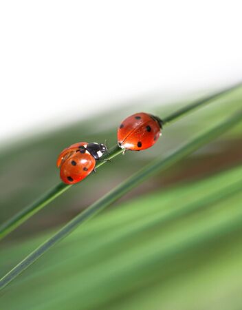 two ladybugs in green grass の写真素材