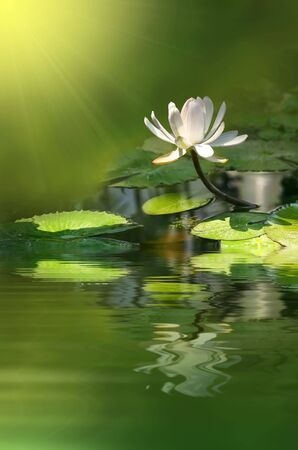 water lily flowerの写真素材