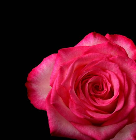 red rose on black background の写真素材