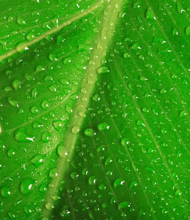 green leaf with water drops の写真素材