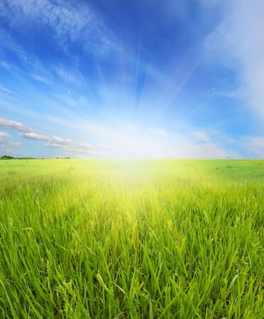 summer landscapeの写真素材