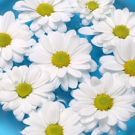 chamomiles backgroundの写真素材