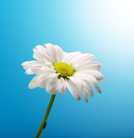 chamomile flowerの写真素材