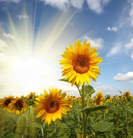 sunflower field under blue skyの写真素材