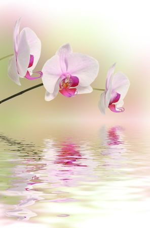 orchid flowerの写真素材