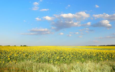  summer landscape の写真素材