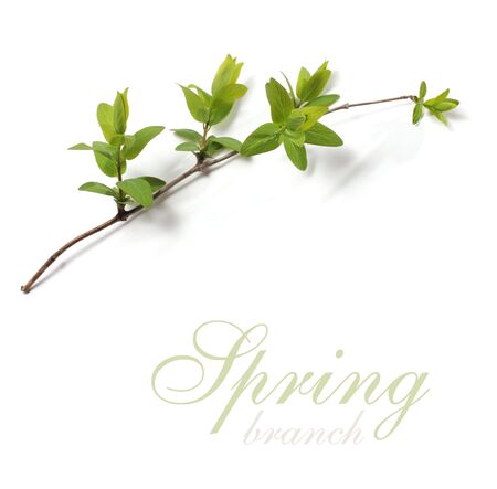spring branchの写真素材