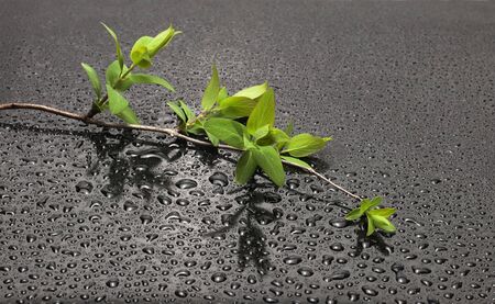 green branch on blackの写真素材