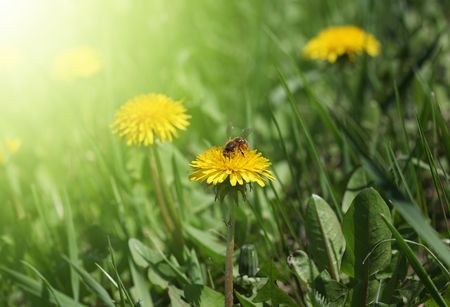 yellow dandelion in green grassの写真素材