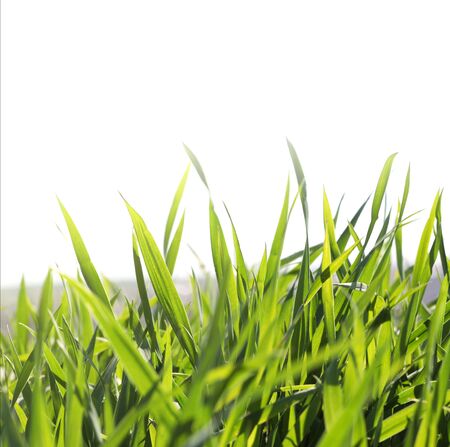 green grassの写真素材