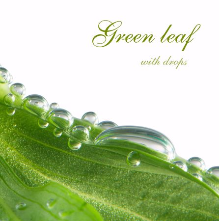 green leaf background with water dropの写真素材