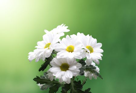bunch of chamomiles on the green background  の写真素材