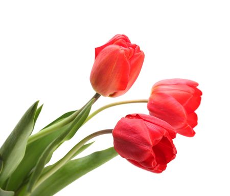 red tulipsの写真素材
