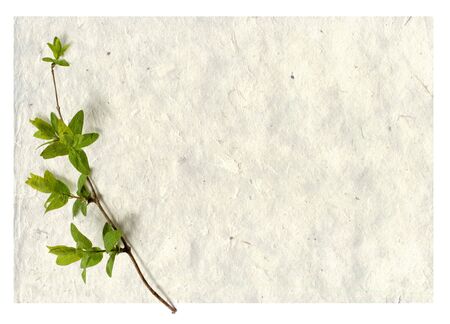 card with green branch の写真素材