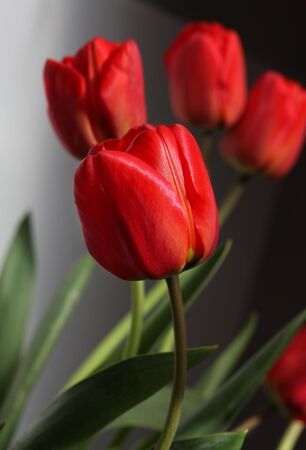 red tulipsの写真素材