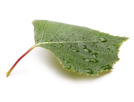 green leaf with water dropsの写真素材