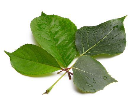 green leaf with water dropsの写真素材