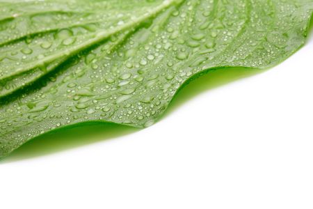 green leaf with water dropsの写真素材
