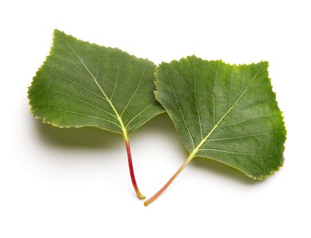 green leaf の写真素材