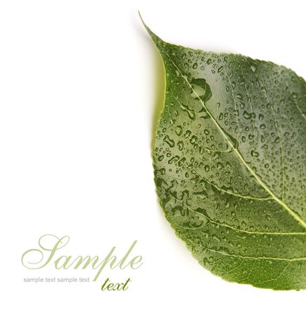 green leaf with water dropsの写真素材