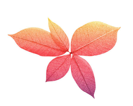 leafの写真素材