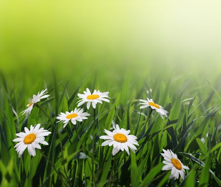 chamomile flowerの写真素材