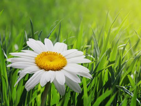chamomile flowerの写真素材