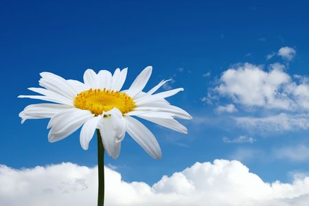 chamomile flowerの写真素材