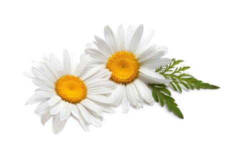 chamomile flowerの写真素材