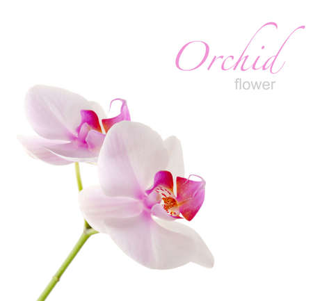 orchidの写真素材