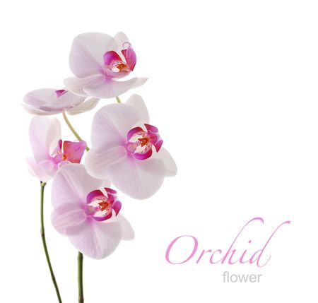 orchidの写真素材