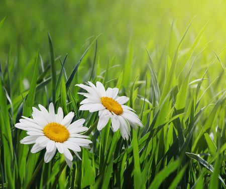 chamomiles in green grassの写真素材
